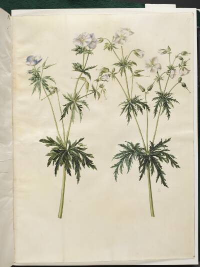 Geranium pratense (eng-storkenæb)