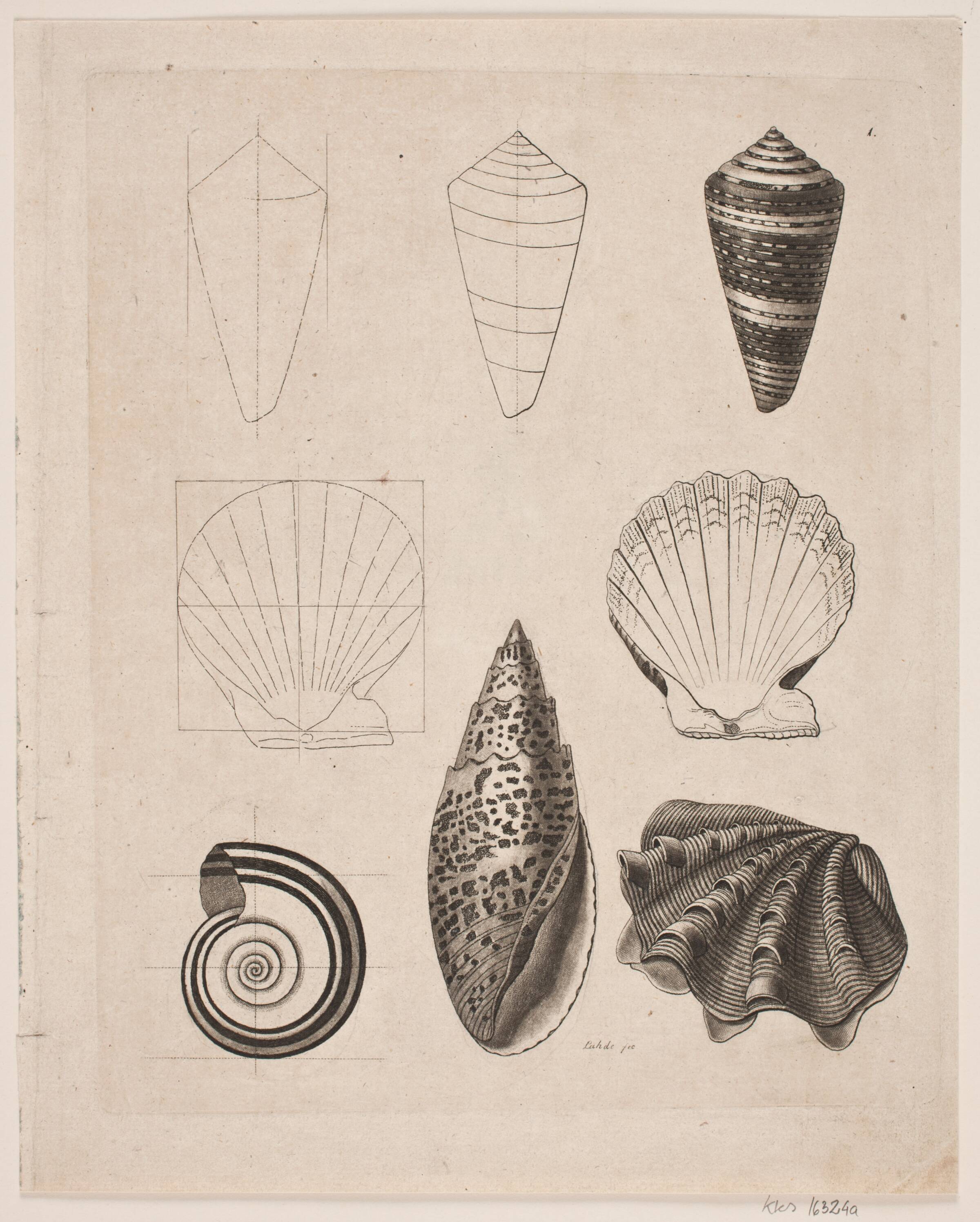 Tavle med snegle, Gerhard Ludvig Lahde, 1765-1833