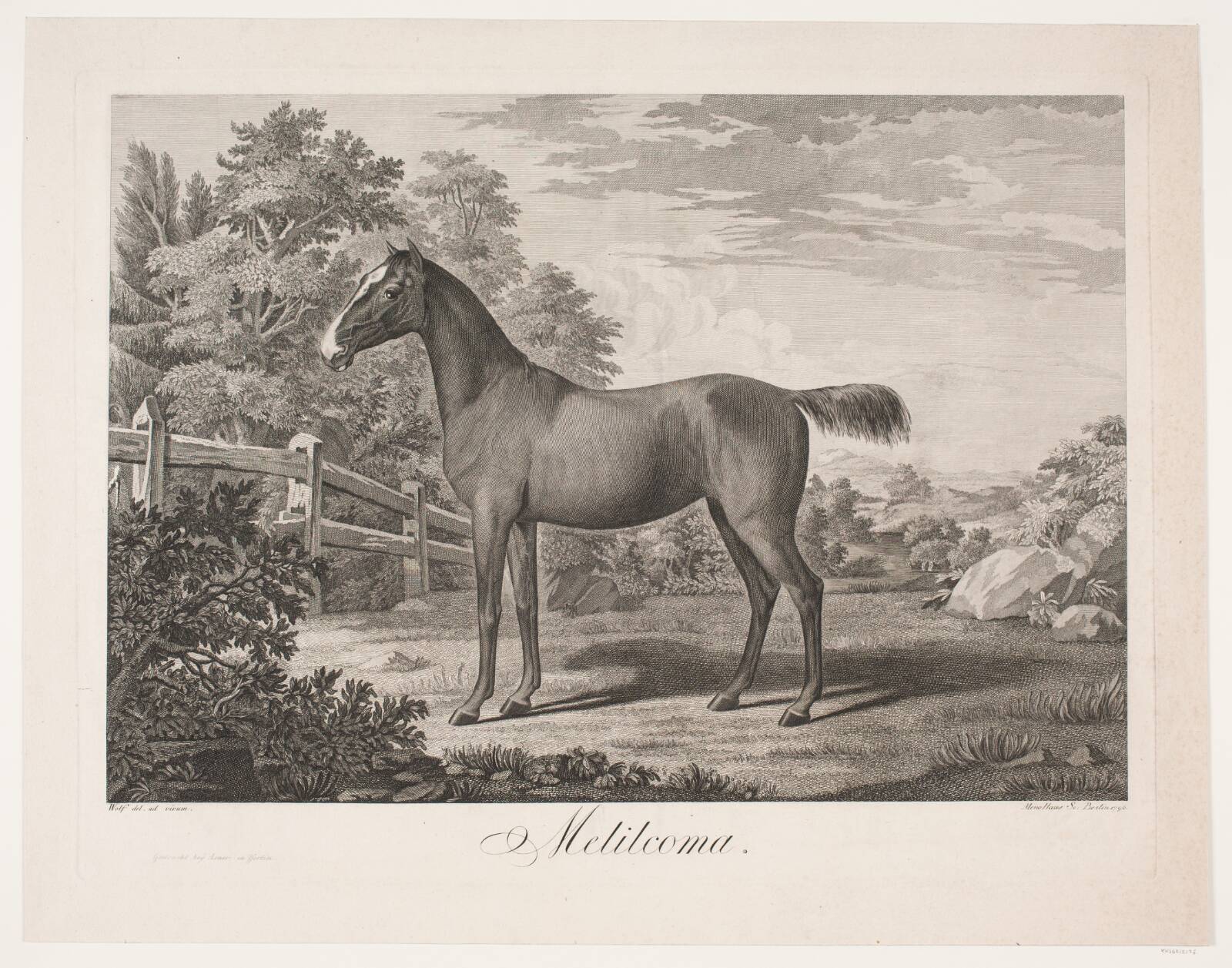 Hesten "Melilcoma", Meno Haas, 1796