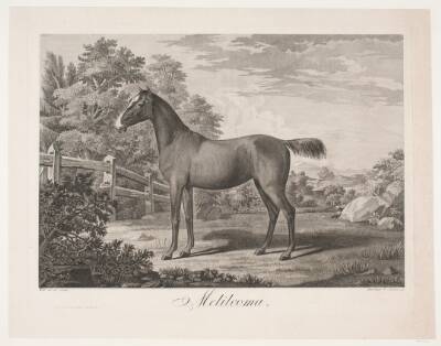 Hesten "Melilcoma"