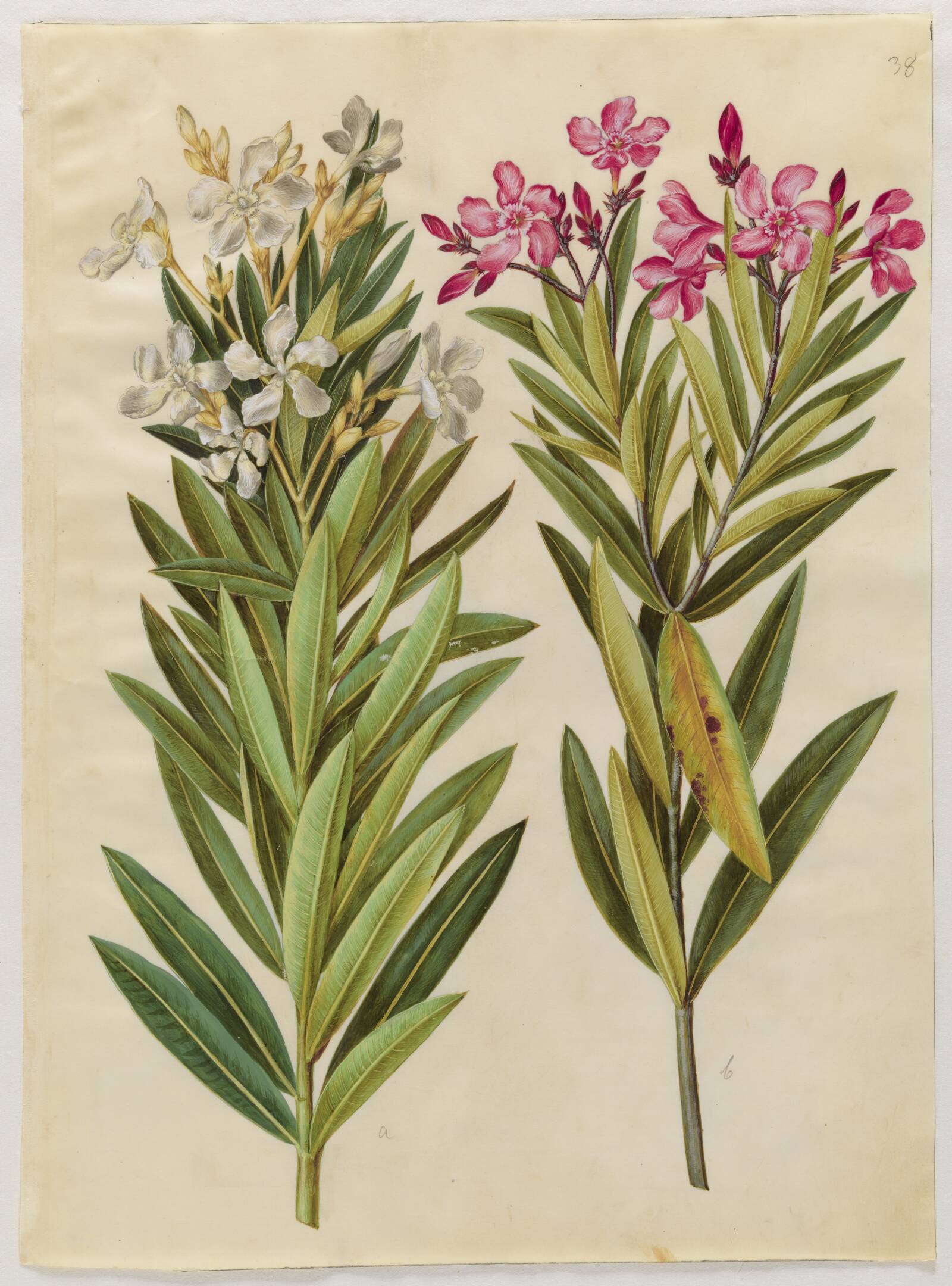 Nerium oleander (nerie), Hans Simon Holtzbecker, 1649-1659