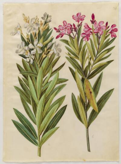 Nerium oleander (nerie)