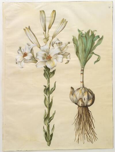 Lilium candidum (madonna-lilje)