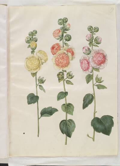 Alcea rosea (have-stokrose)
