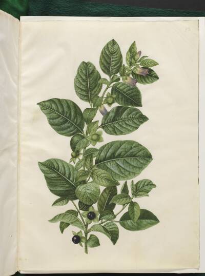 Atropa belladonna (galnebær)