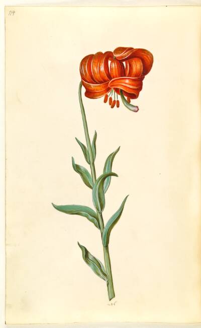 Lilium chalcedonicum (rød turbanlilje)