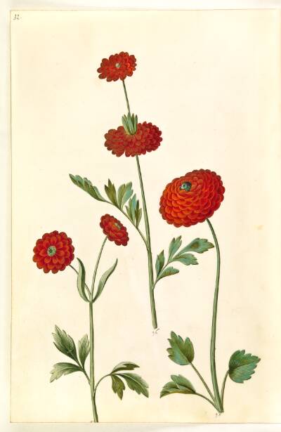 Ranunculus asiaticus (have-ranunkel)