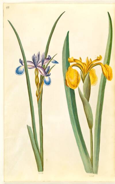 Iris graminea (græsbladet iris); Iris pseudacorus (gul iris)