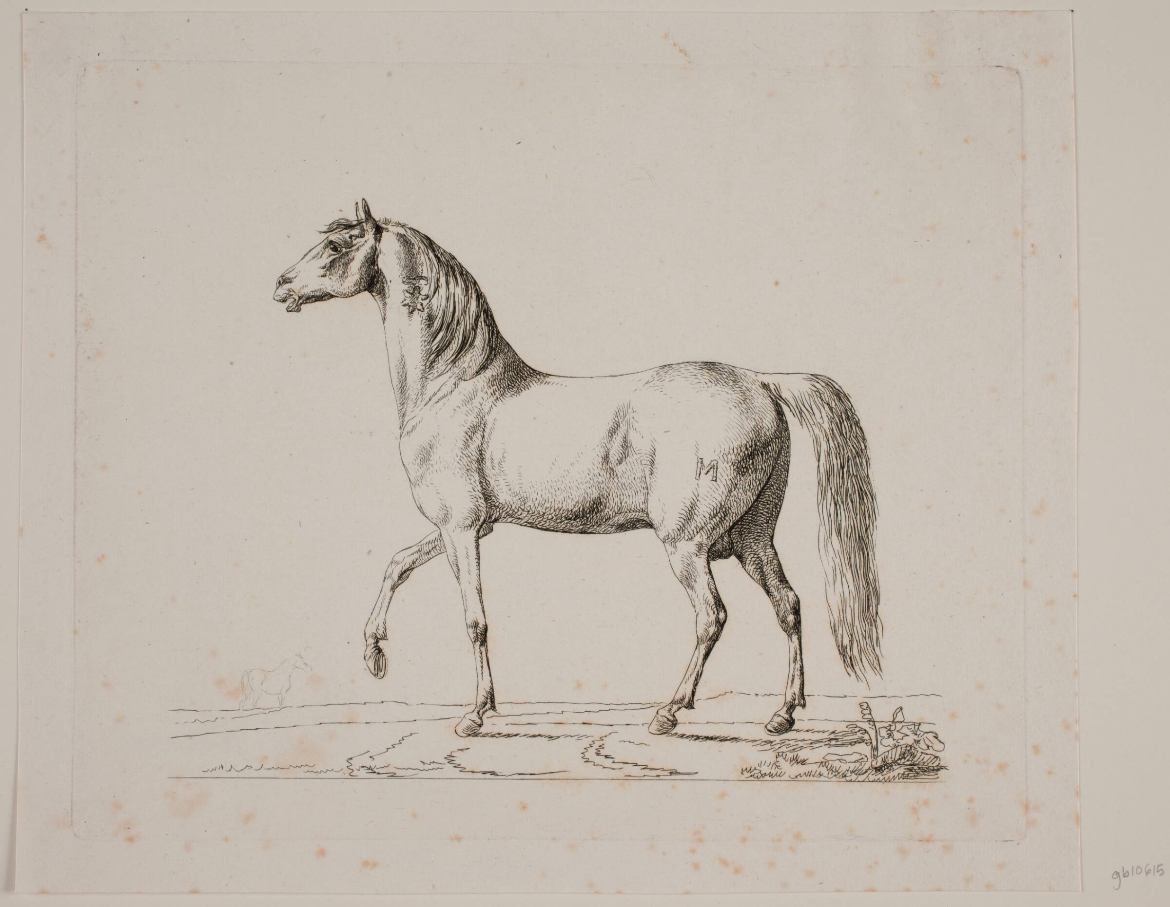 En hingst, Christian David Gebauer, 1821