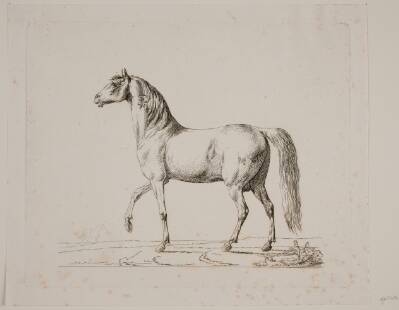 En hingst