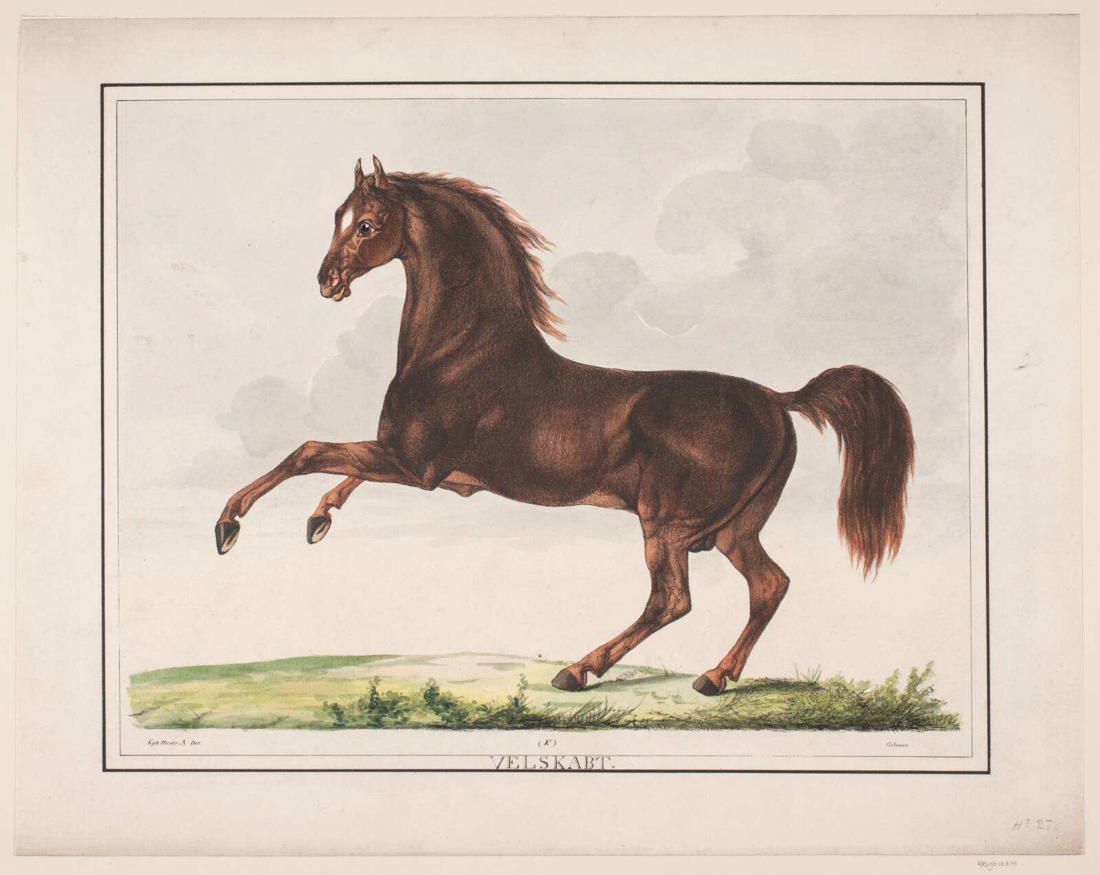 Hesten Velskabt, Christian David Gebauer, 1822