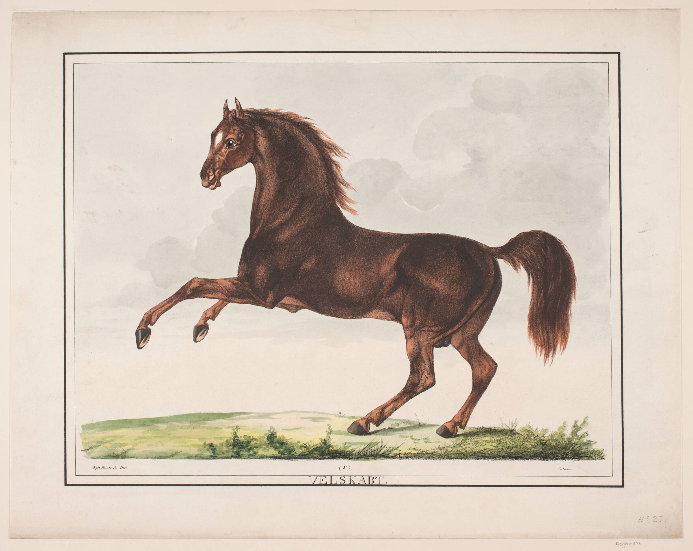 Hesten Velskabt, Christian David Gebauer, 1822