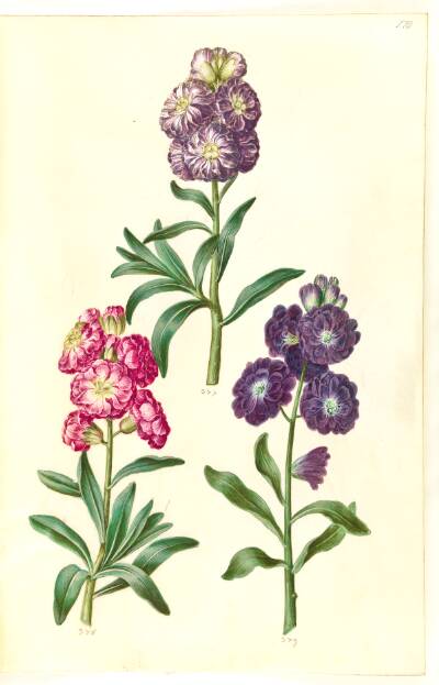 Titelblad. Blomsterkrans