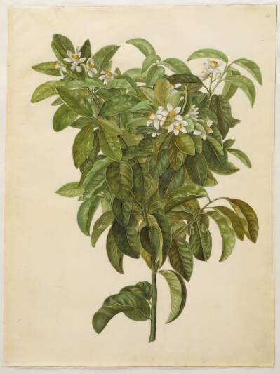 Citrus limon (almindelig citron)