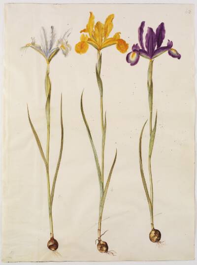 Iris xiphium (spansk iris)