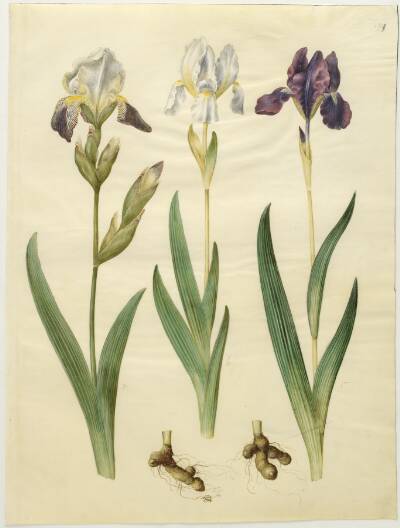 Iris ×squalens (iris-hybrid); Iris (iris)
