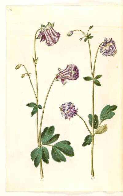Aquilegia vulgaris (almindelig akeleje)