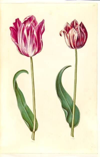 Tulipa gesneriana (have-tulipan)