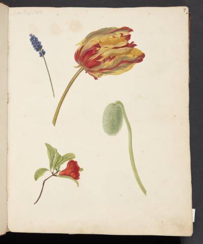 Studie af tulipan og andre blomster