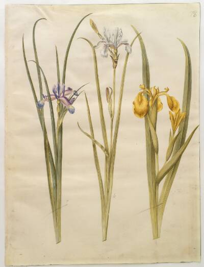 Iris graminea (græsbladet iris); Iris sibirica (sibirisk iris); Iris pseudacorus (gul iris)