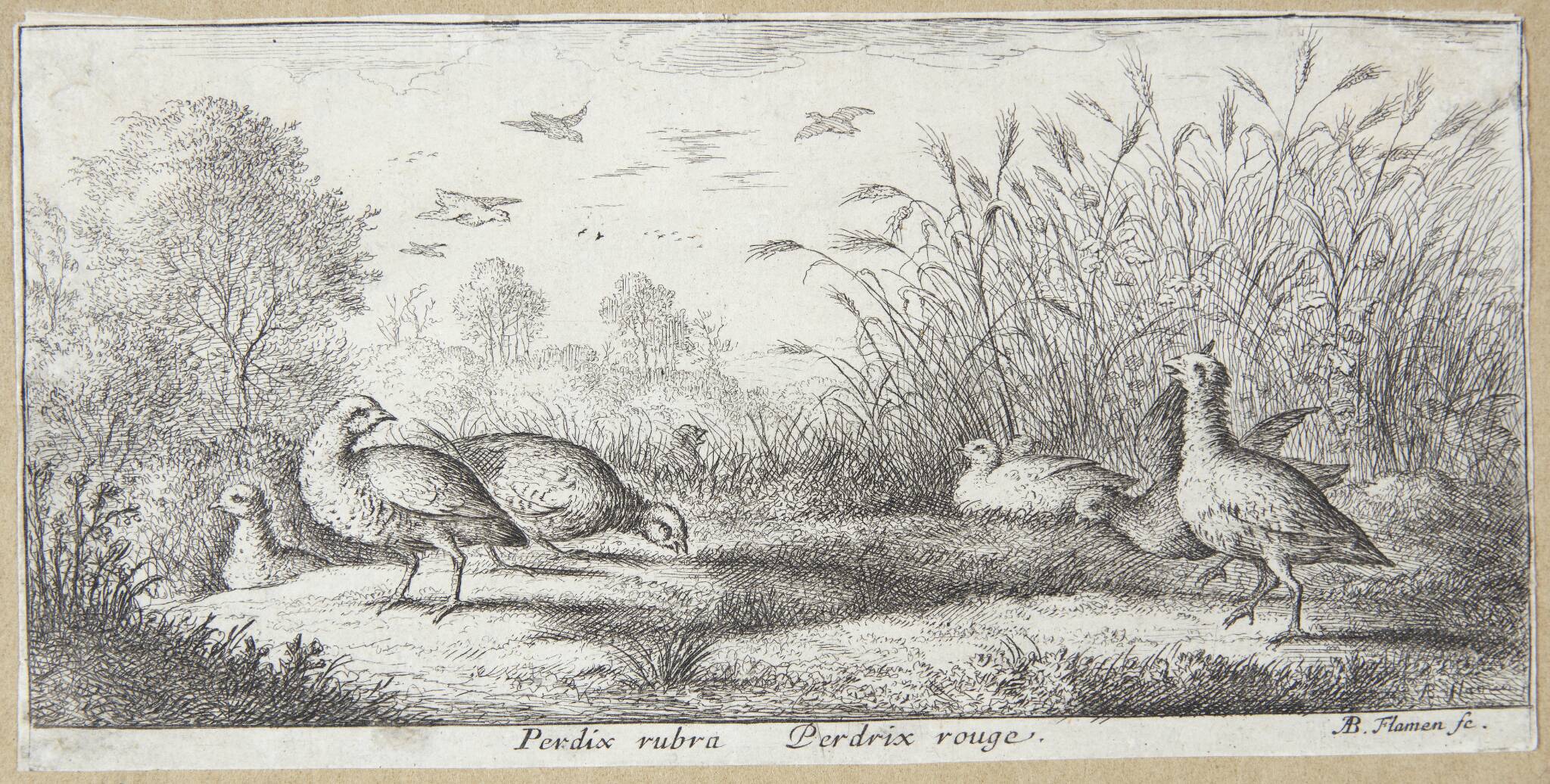 Den rødbenede agerhøne (Perdrix rubra)