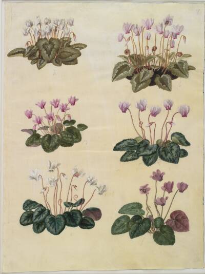 Cyclamen hederifolium (vedbendbladet alpeviol); Cyclamen purpurascens (ægte alpeviol)