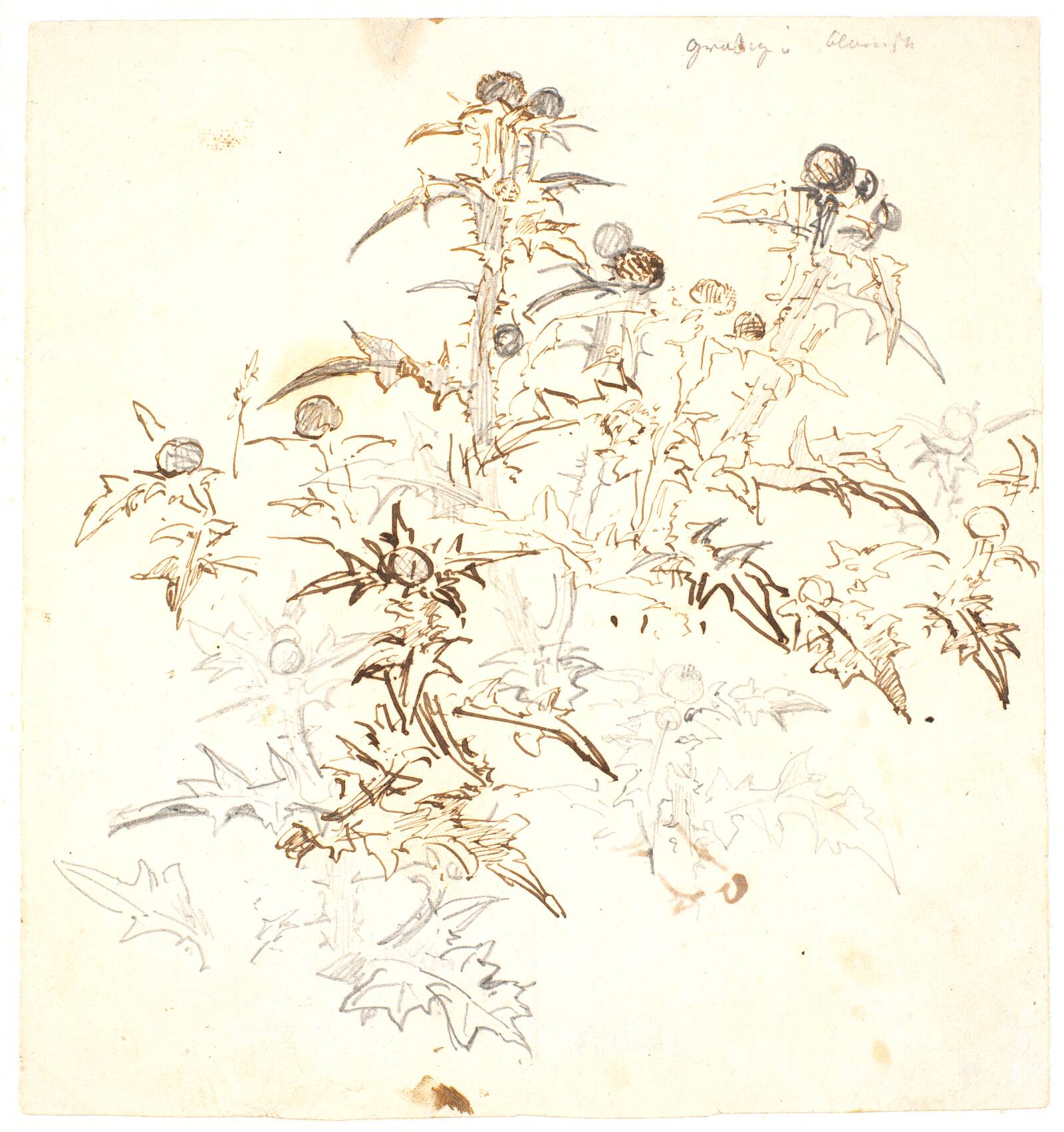 Studie af tidsler, Dankvart Dreyer, 1840-1849