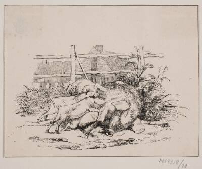 Grisene