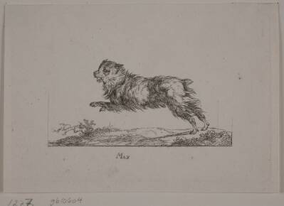 Max, løbende hund