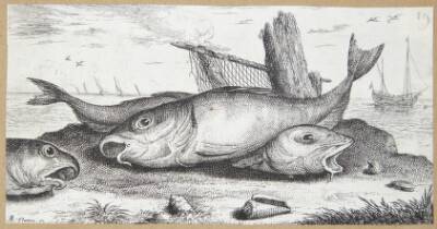 Kuller (Edefinus)