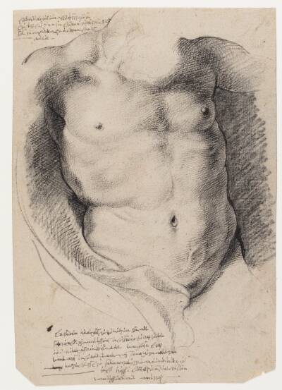 Den drukne Herkules. Herkules' torso