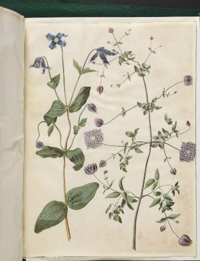 Clematis integrifolia (blå staudeklematis); Clematis viticella (italiensk skovranke)