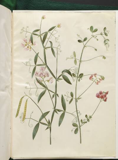 Lathyrus sylvestris (skov-fladbælg); Lathyrus tuberosus (knold-fladbælg)