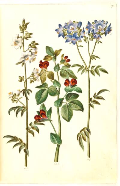 Polemonium caeruleum (almindelig jakobsstige); Lotus tetragonolobus (aspargesært)
