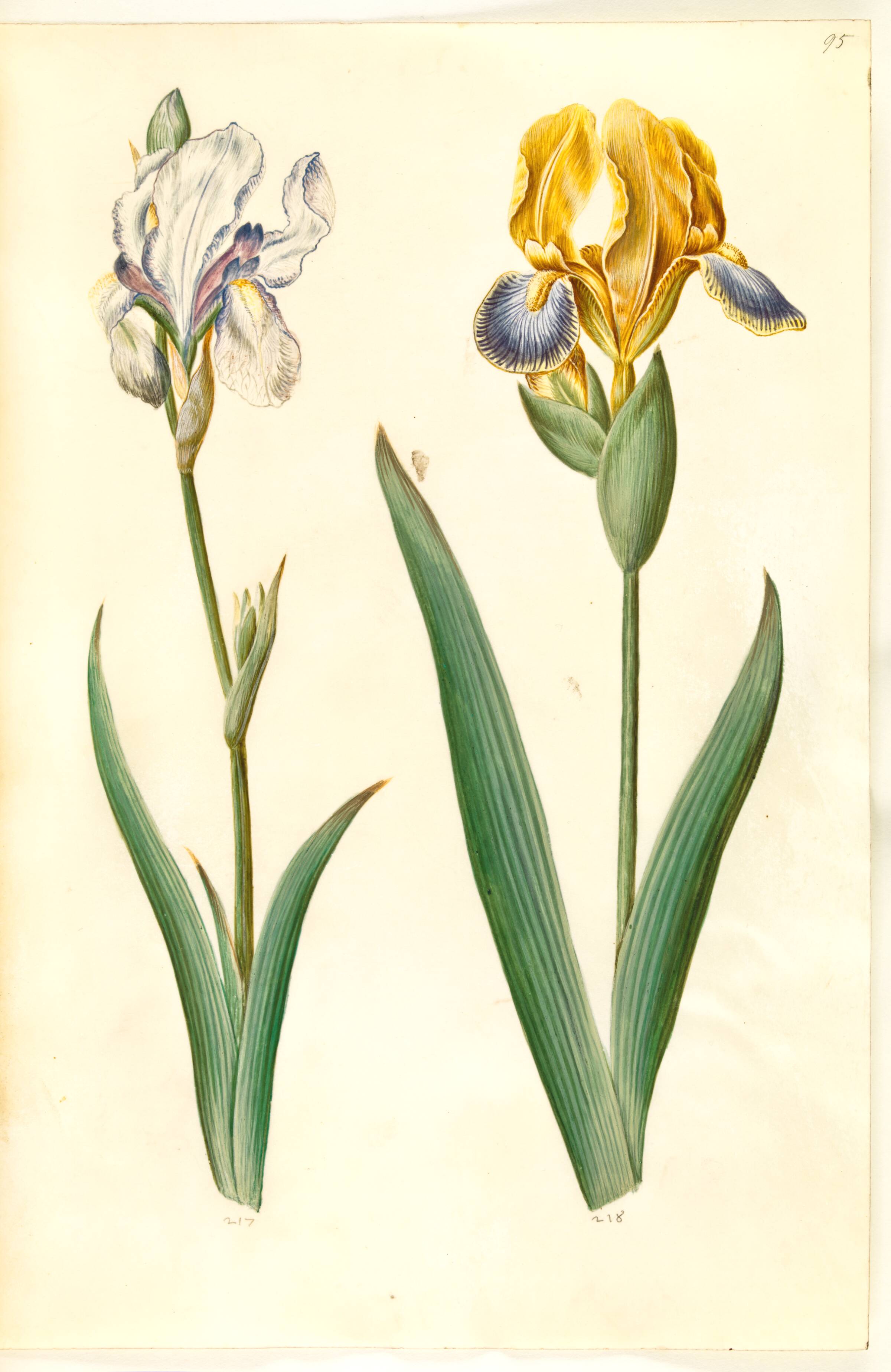 Iris pallida (bleg iris); Iris variegata (broget iris), Hans Simon Holtzbecker, 1635-1664