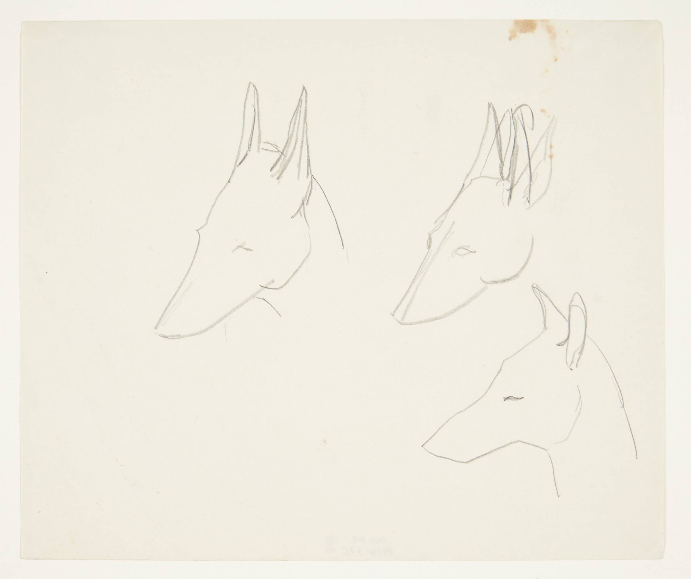 Tre skitser af et dyrehoved (Egyptisk hyæne?), Olivia Holm-Møller, 1890-1946
