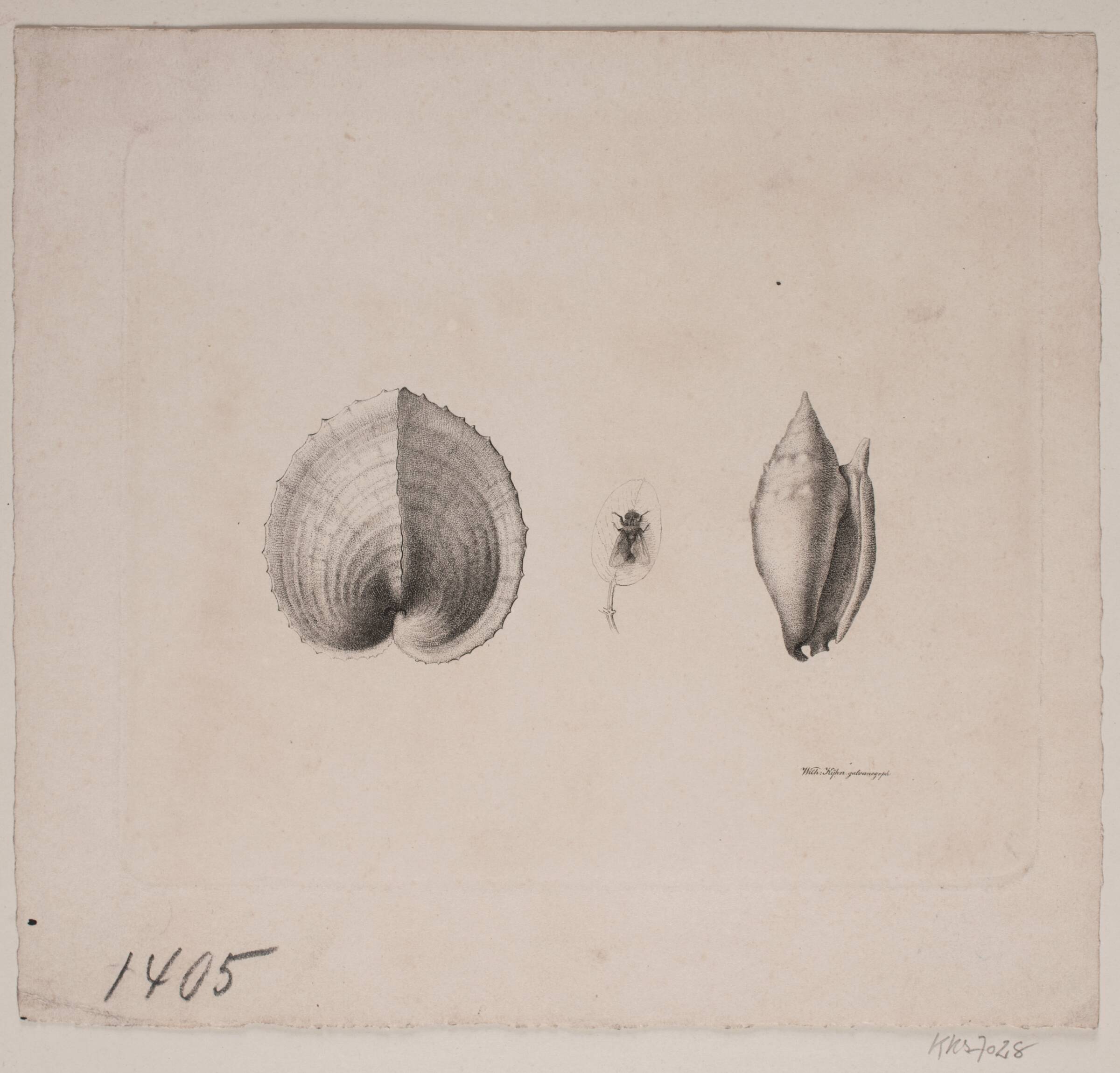 To konkylier og en flue, Vilhelm Kyhn, 1842