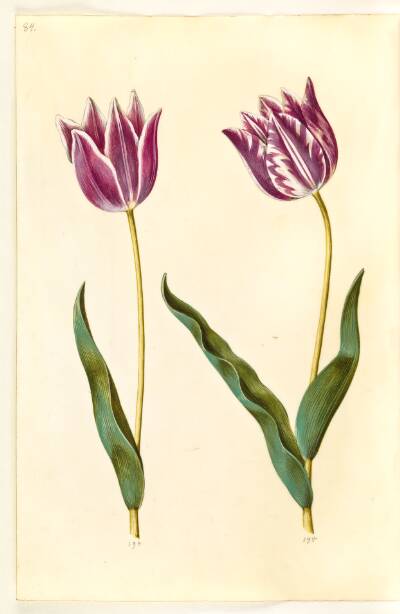 Tulipa gesneriana (have-tulipan)