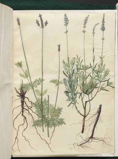 Lavandula multifida (aks-lavendel); Lavandula angustifolia (ægte lavendel)