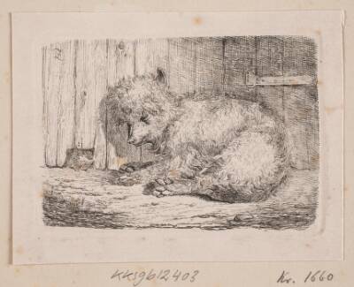 En langhåret hund