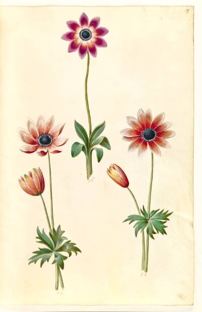 Anemone pavonina (påfugle-anemone)