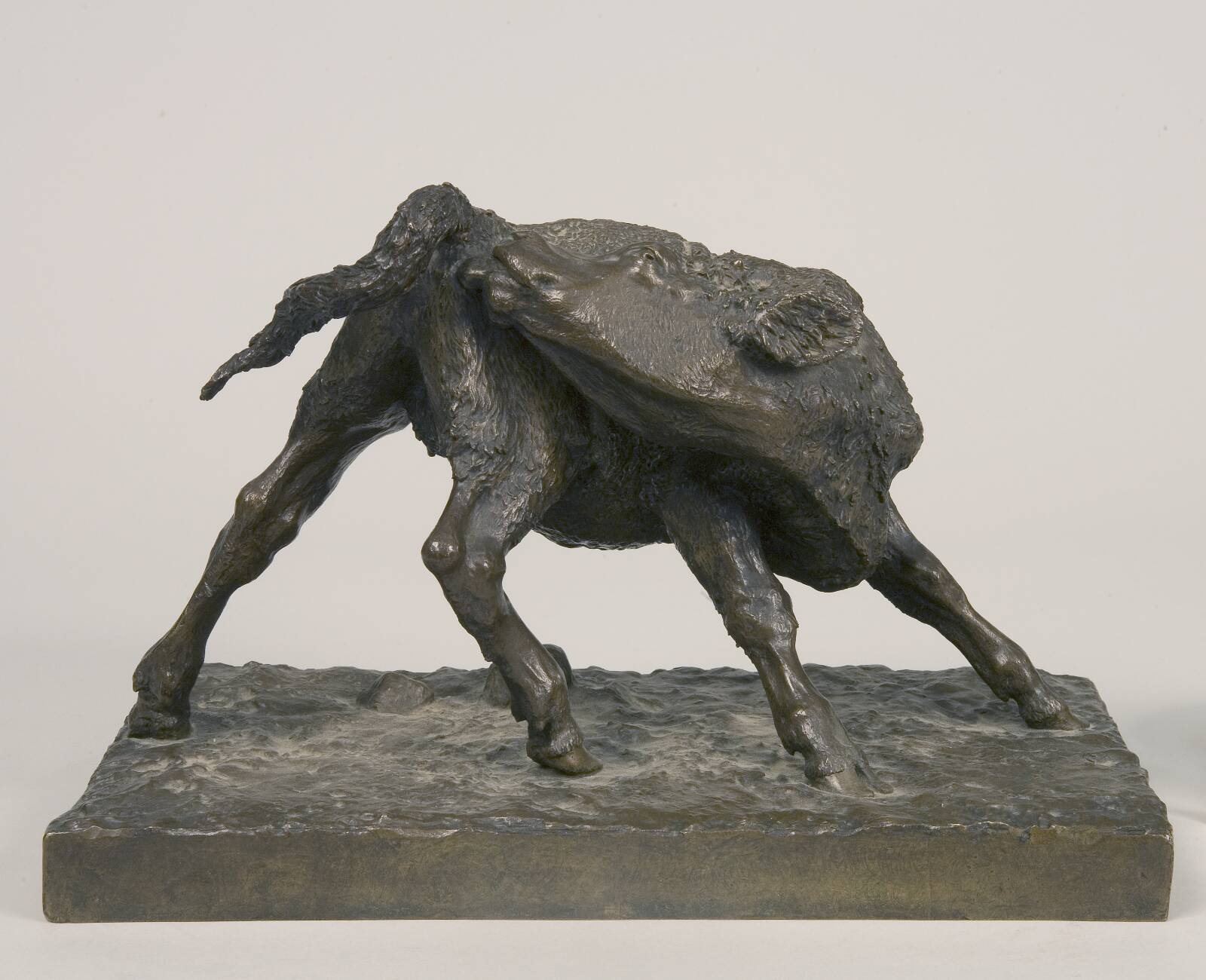 A Calf Licking Itself, by Anne Marie Carl Nielsen, 1887