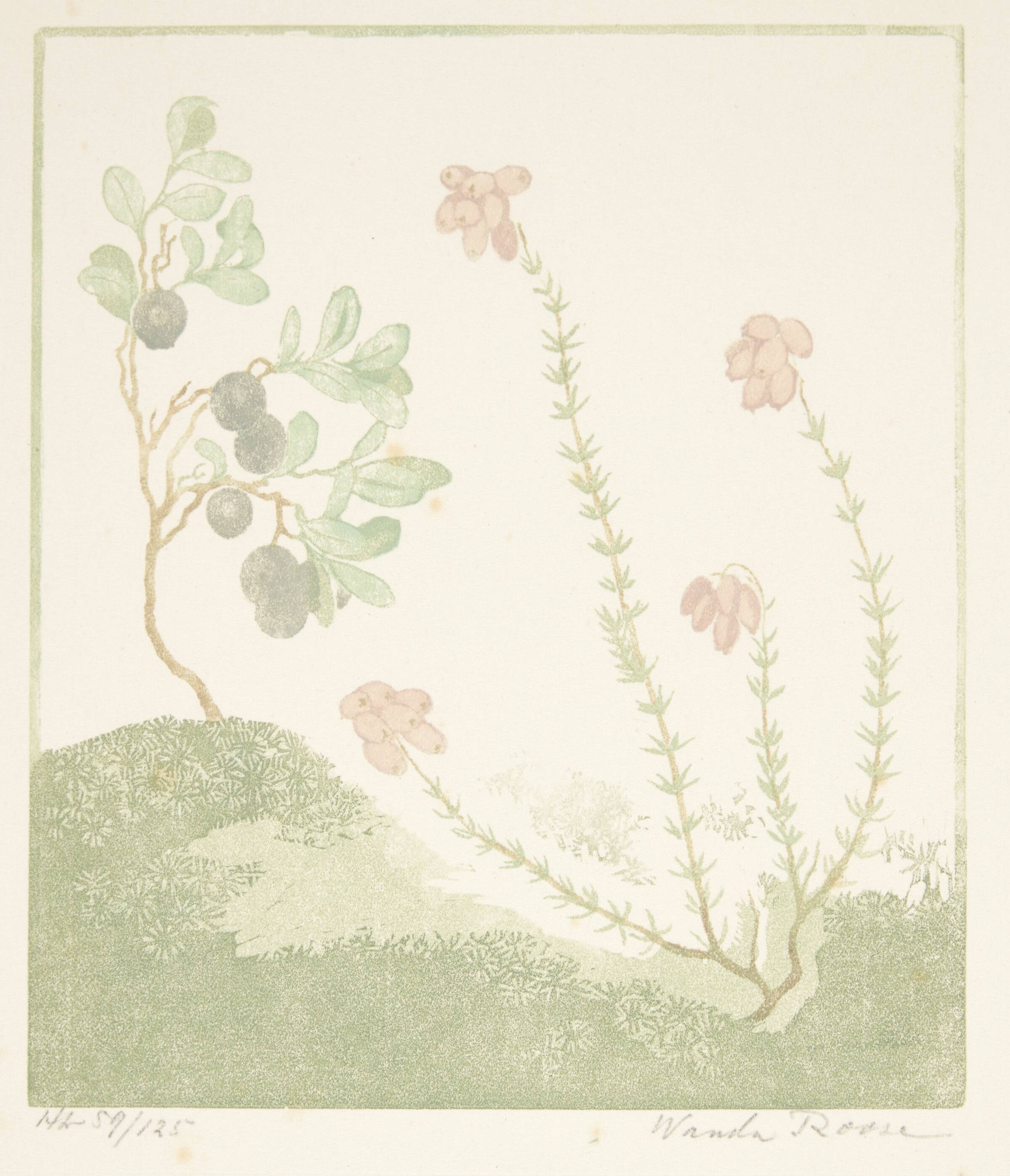 Klokkelyng og mosebølle, Wanda Roose, 1882-1956