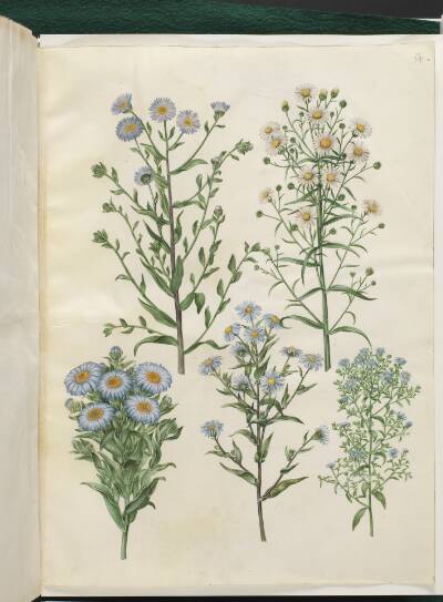 Aster amellus (virgil-asters); Symphyotrichum novi-belgii (nybelgisk asters); Symphyotrichum novae-angliae (nyengelsk asters); Symphyotrichum dumosum (pude-asters); Symphyotrichum ericoides (lyng-asters)