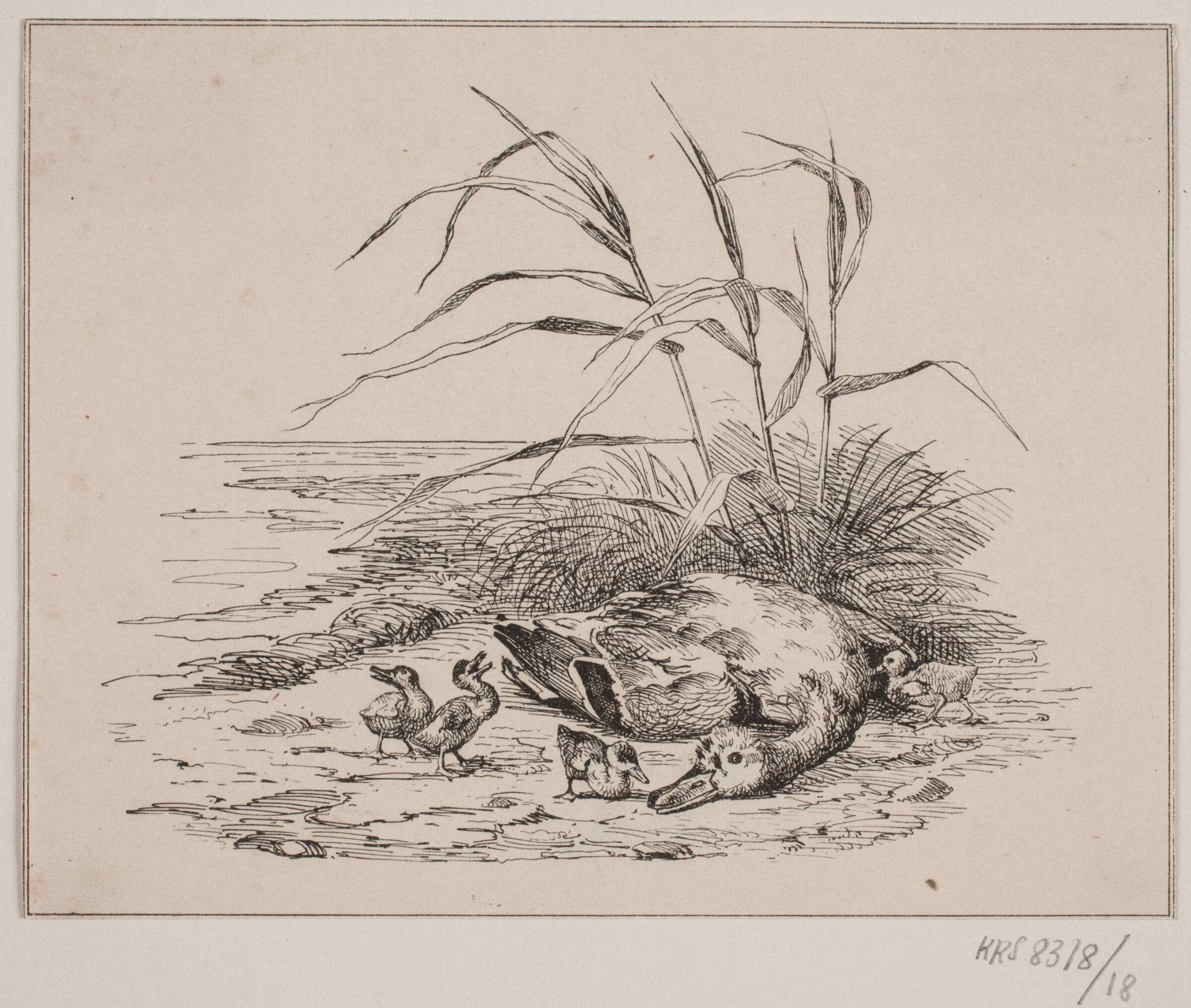 Den dræbte and, Adolph Kittendorff, 1845