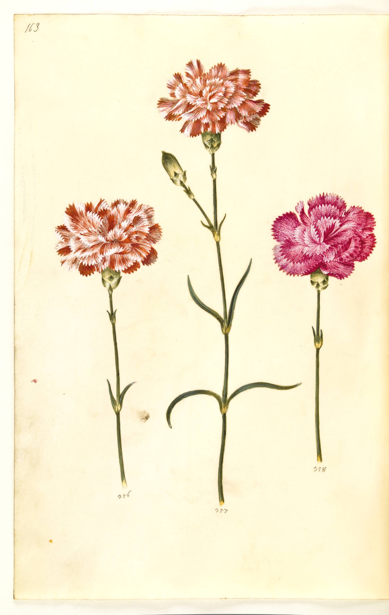 Dianthus caryophyllus (have-nellike), Hans Simon Holtzbecker, 1635-1664