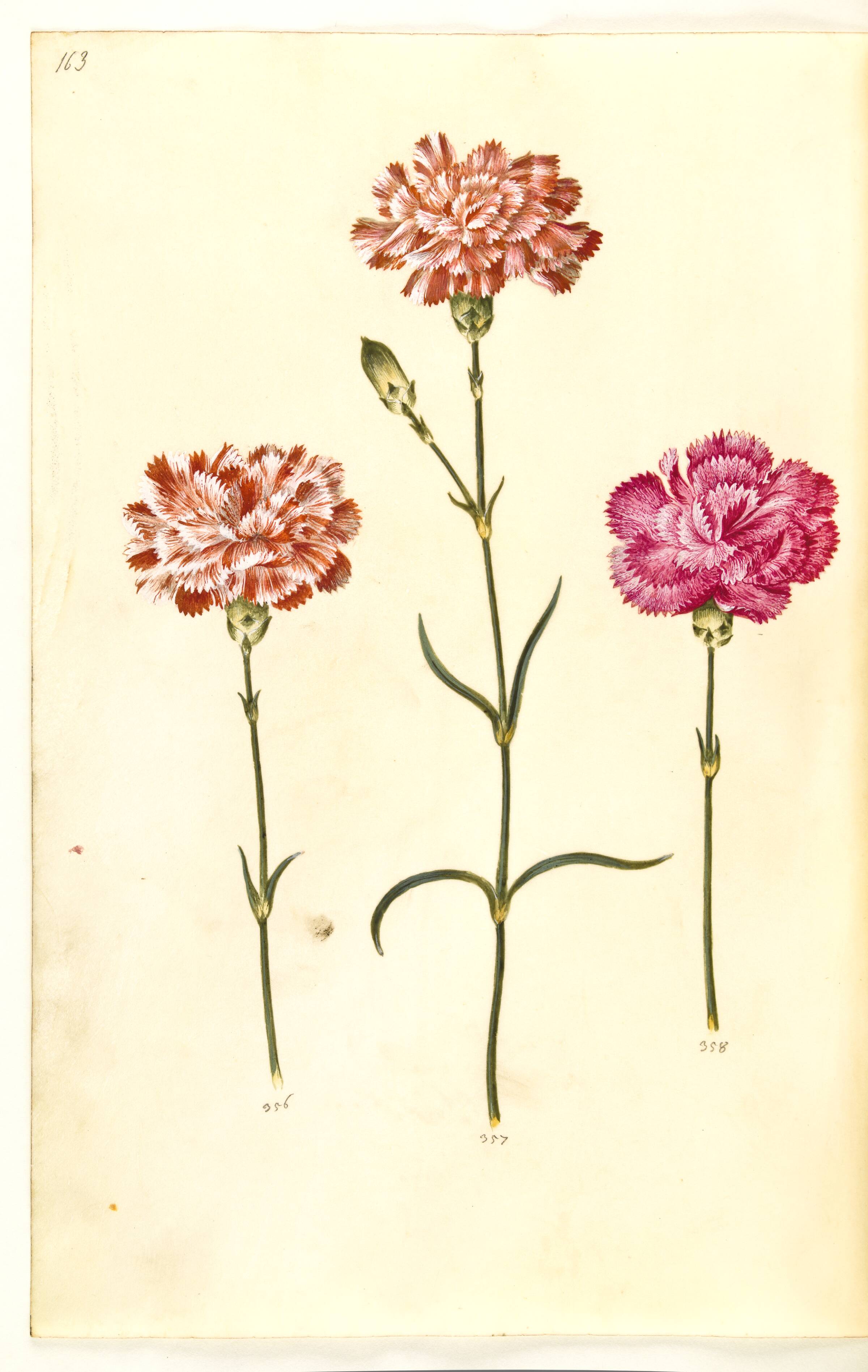 Dianthus caryophyllus (have-nellike), Hans Simon Holtzbecker, 1635-1664