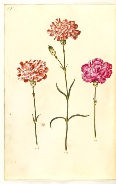 Dianthus caryophyllus (have-nellike)