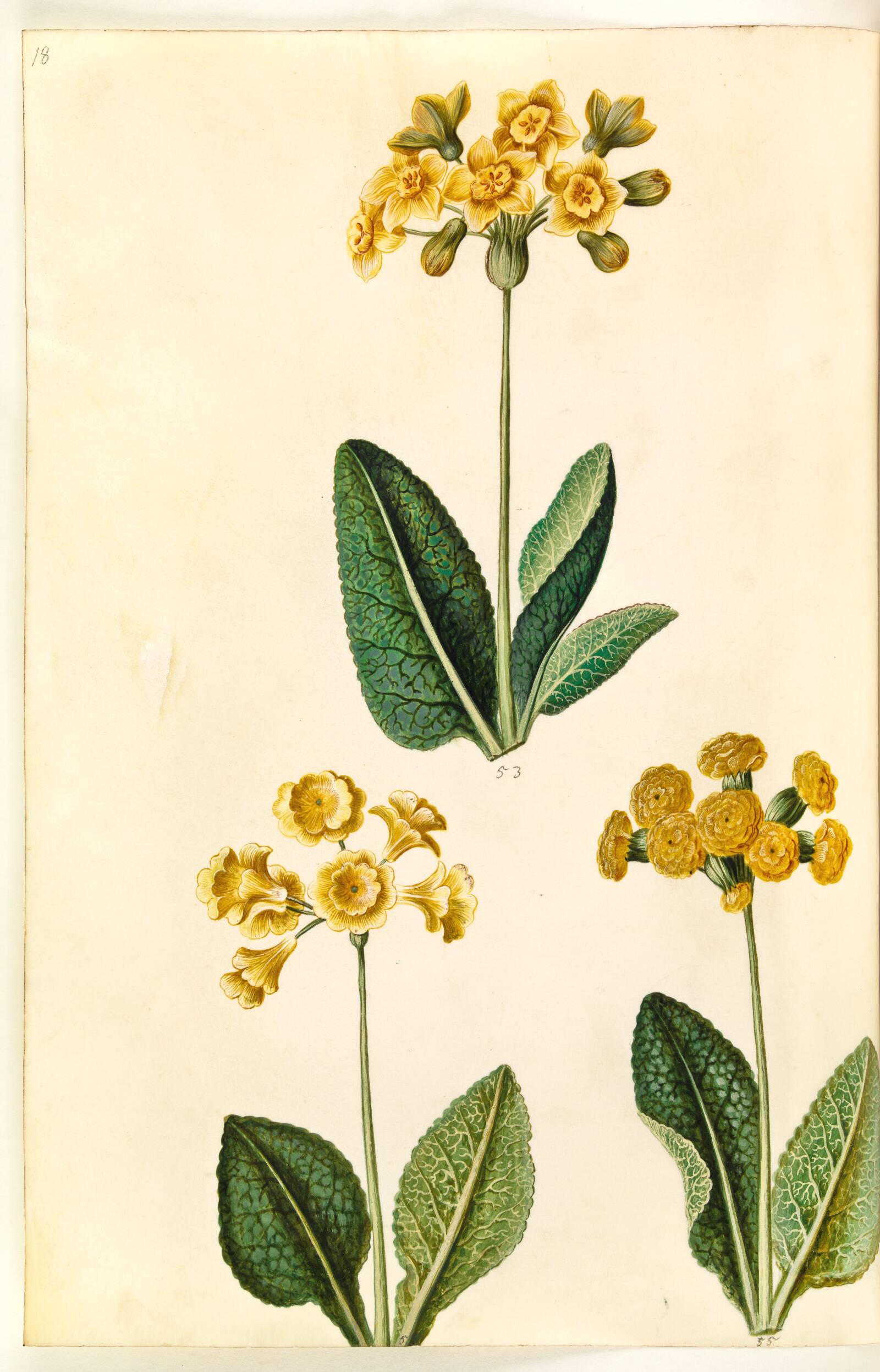 Primula ×polyantha (?); Primula veris (?), Hans Simon Holtzbecker, 1635-1664