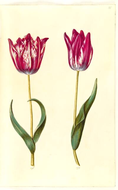 Tulipa gesneriana (have-tulipan)
